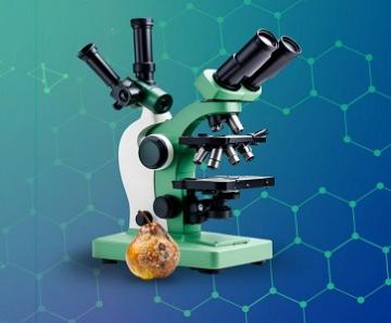 Development of Smart Biodegradable Aerogels for the Detection of Food Spoilage